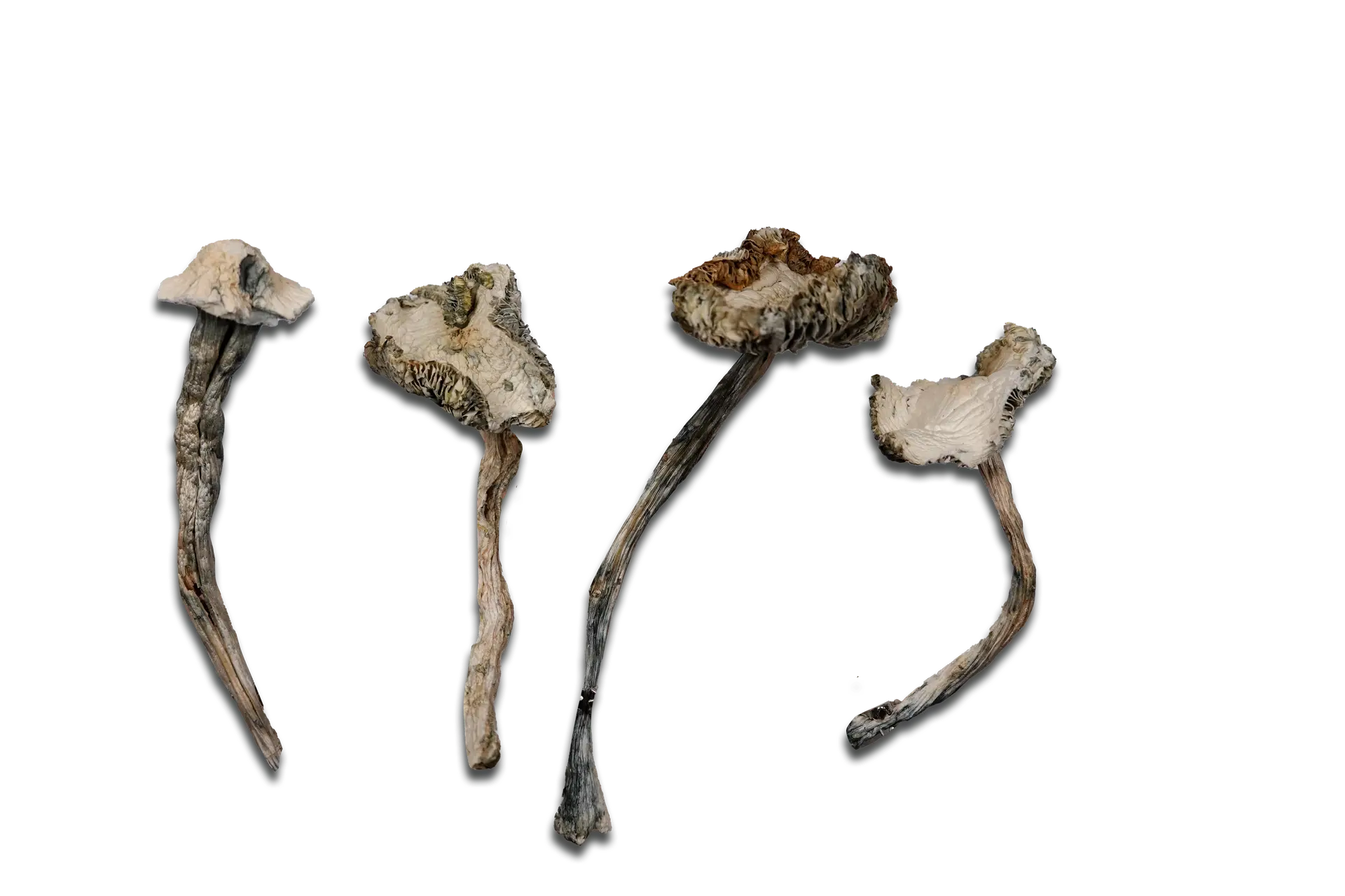 Albino Avery Magic Mushrooms