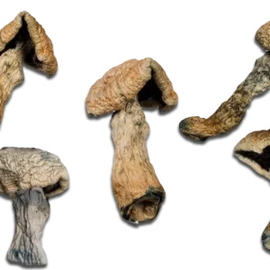Penis Envy Magic Mushrooms