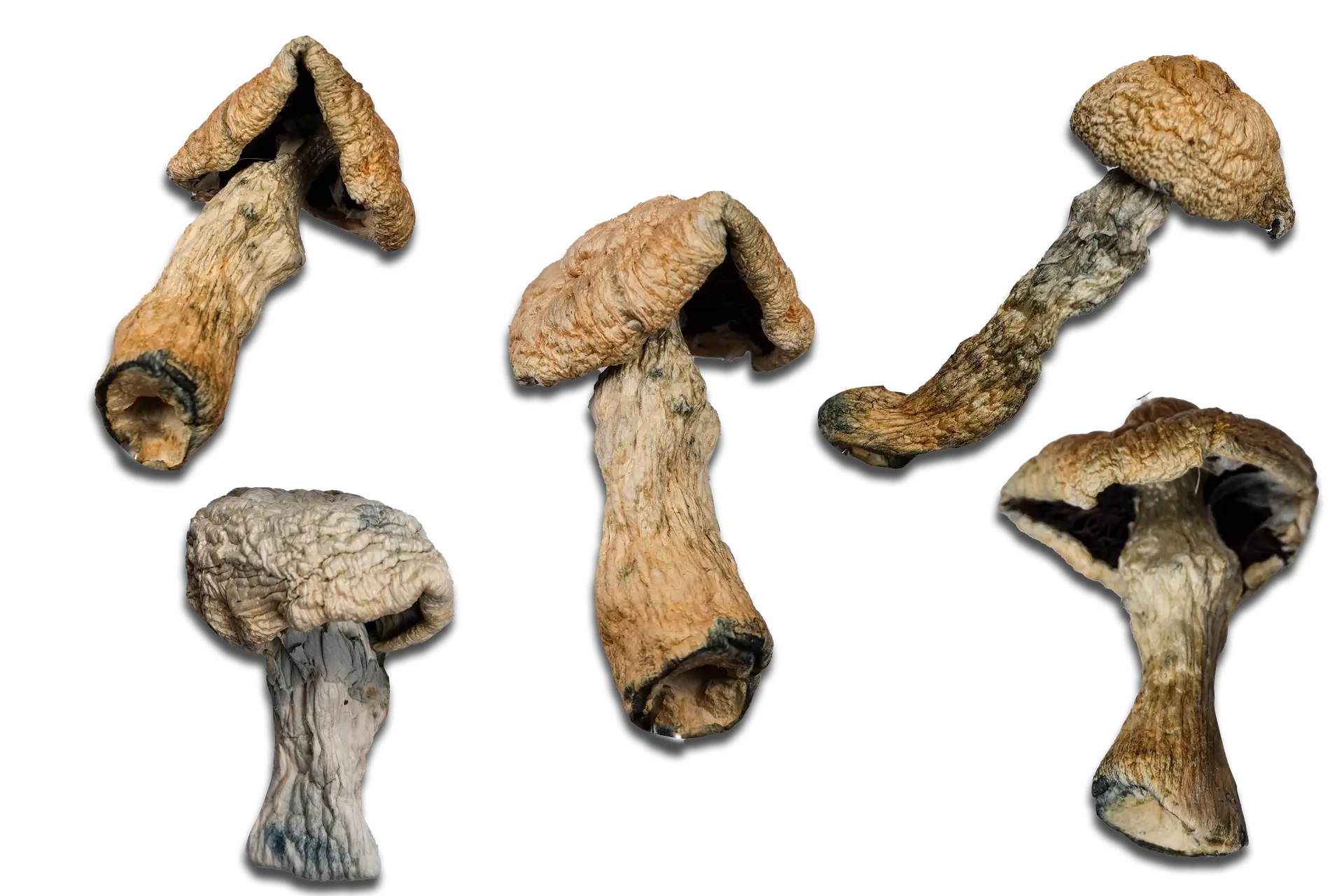 Penis Envy Magic Mushrooms