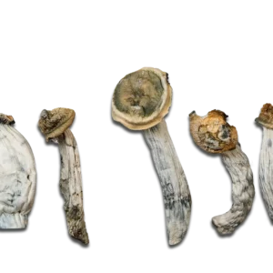 Ape Black Cap Magic Mushrooms