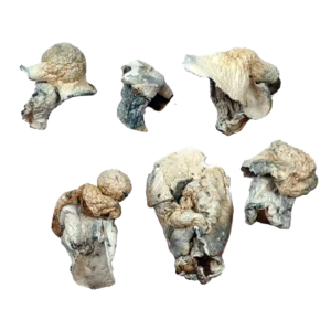 Aztec God Magic Mushrooms