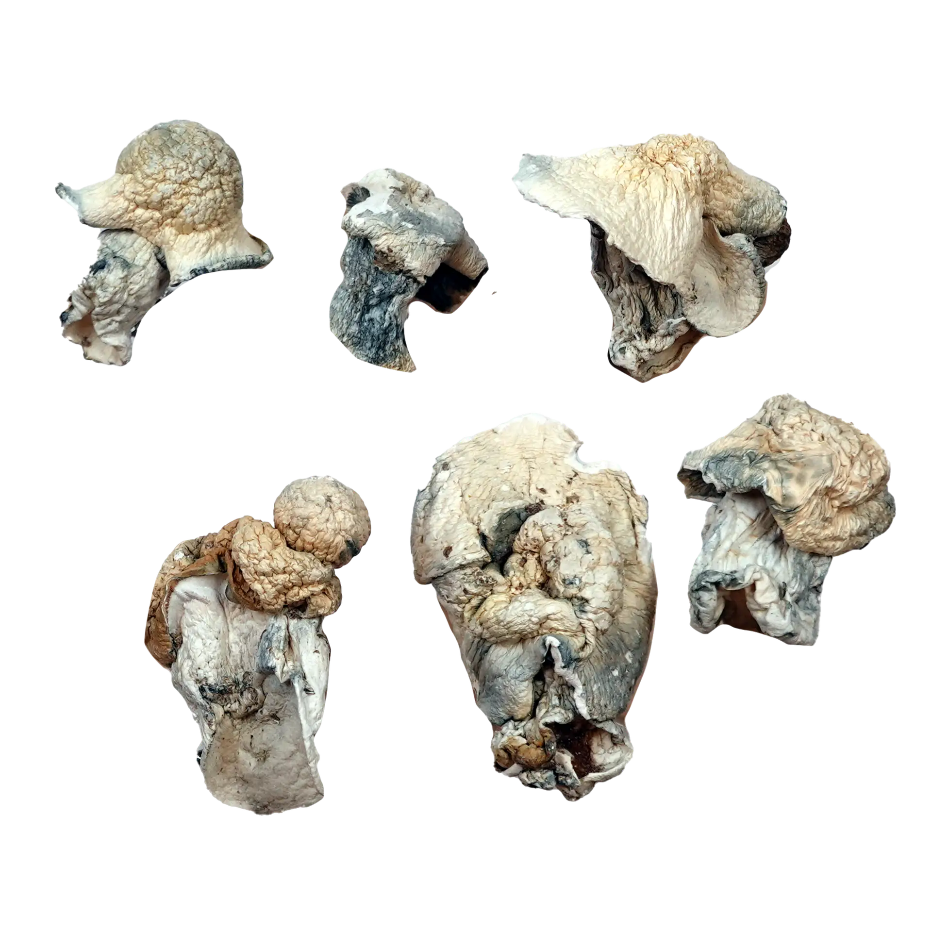 Aztec God Magic Mushrooms