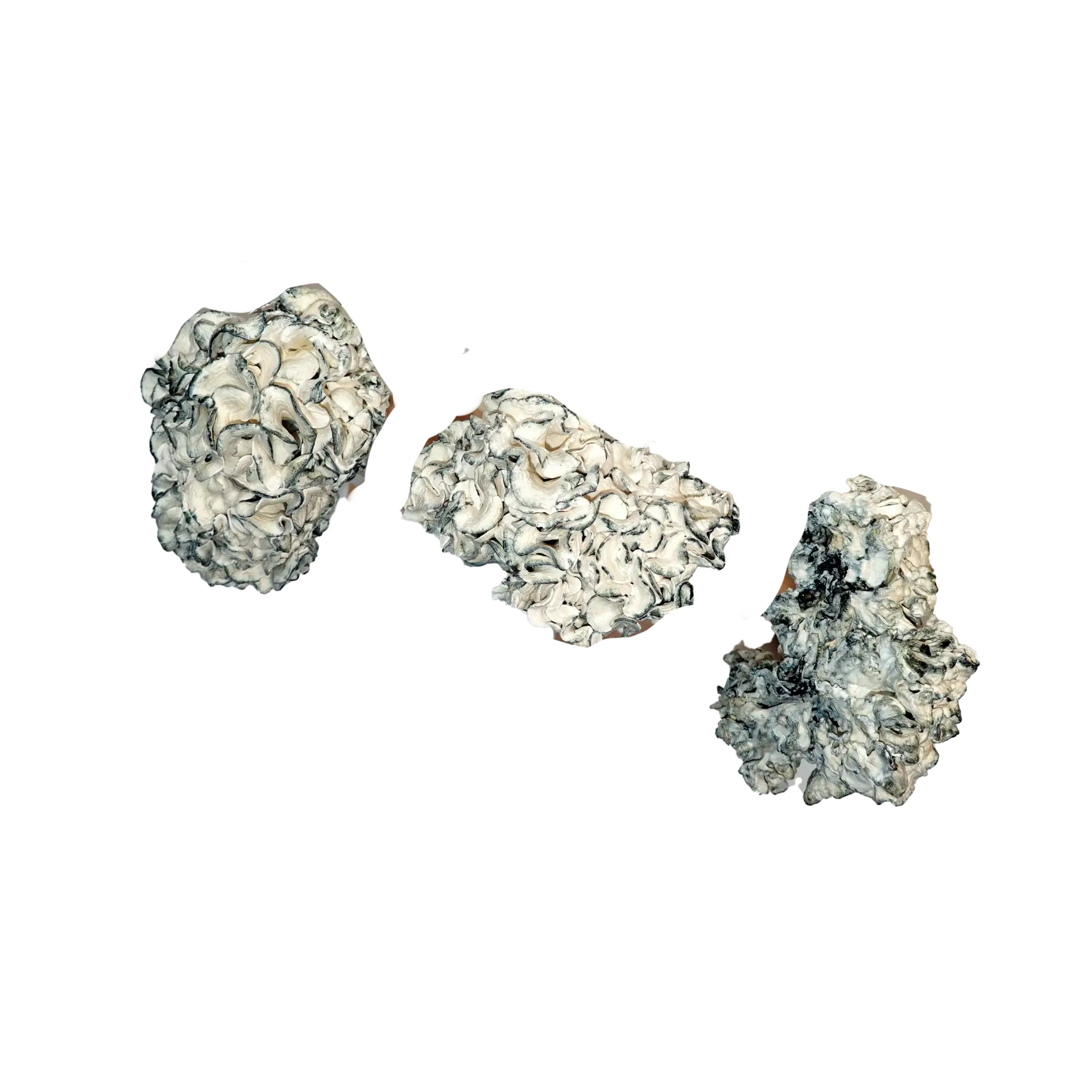 Chocolate Krinkle Brain Magic Mushrooms