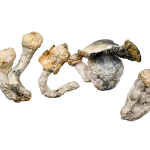 Code Blue Magic Mushrooms