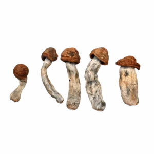 DC Mac Magic Mushrooms