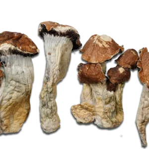 El Choco Magic Mushrooms