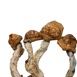 Golden Emperor – Magic Mushrooms