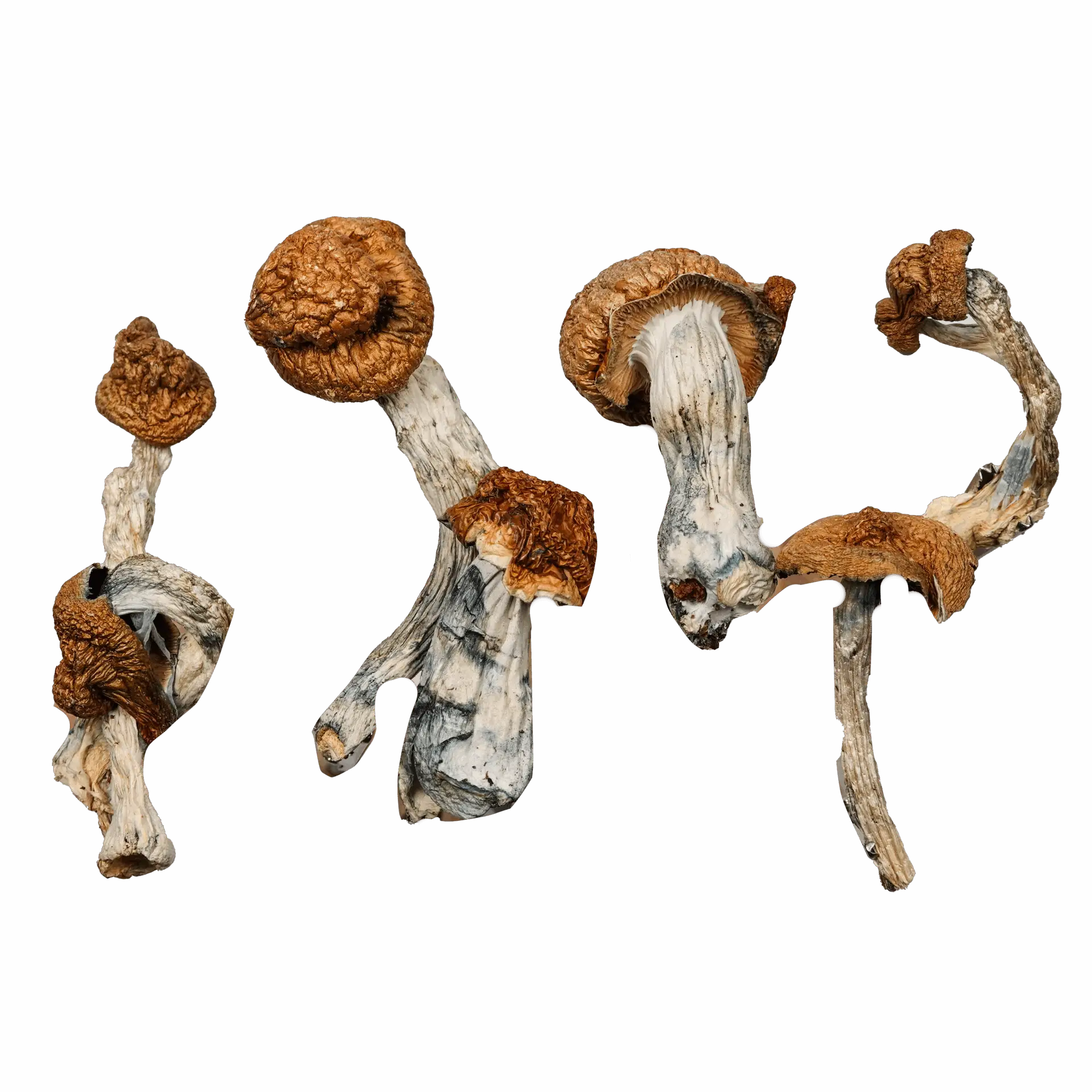 Golden Teacher Magic Mushrooms