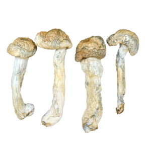 Green Cap Thrasher Magic Mushrooms