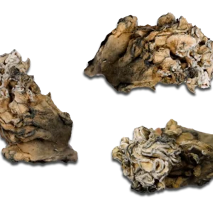 Hydra Enigma Magic Mushrooms