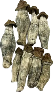 Yeti Magic Mushrooms - Image 2