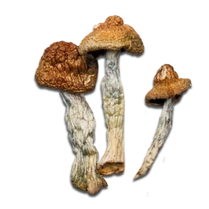 Jedi Mind Fuck Magic Mushrooms