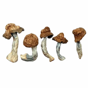 M-100 Magic Mushrooms