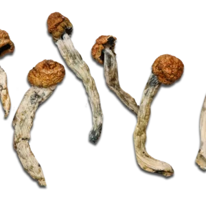 Machine Elf Magic Mushrooms