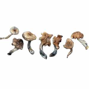 Malaysian –  Magic Mushrooms