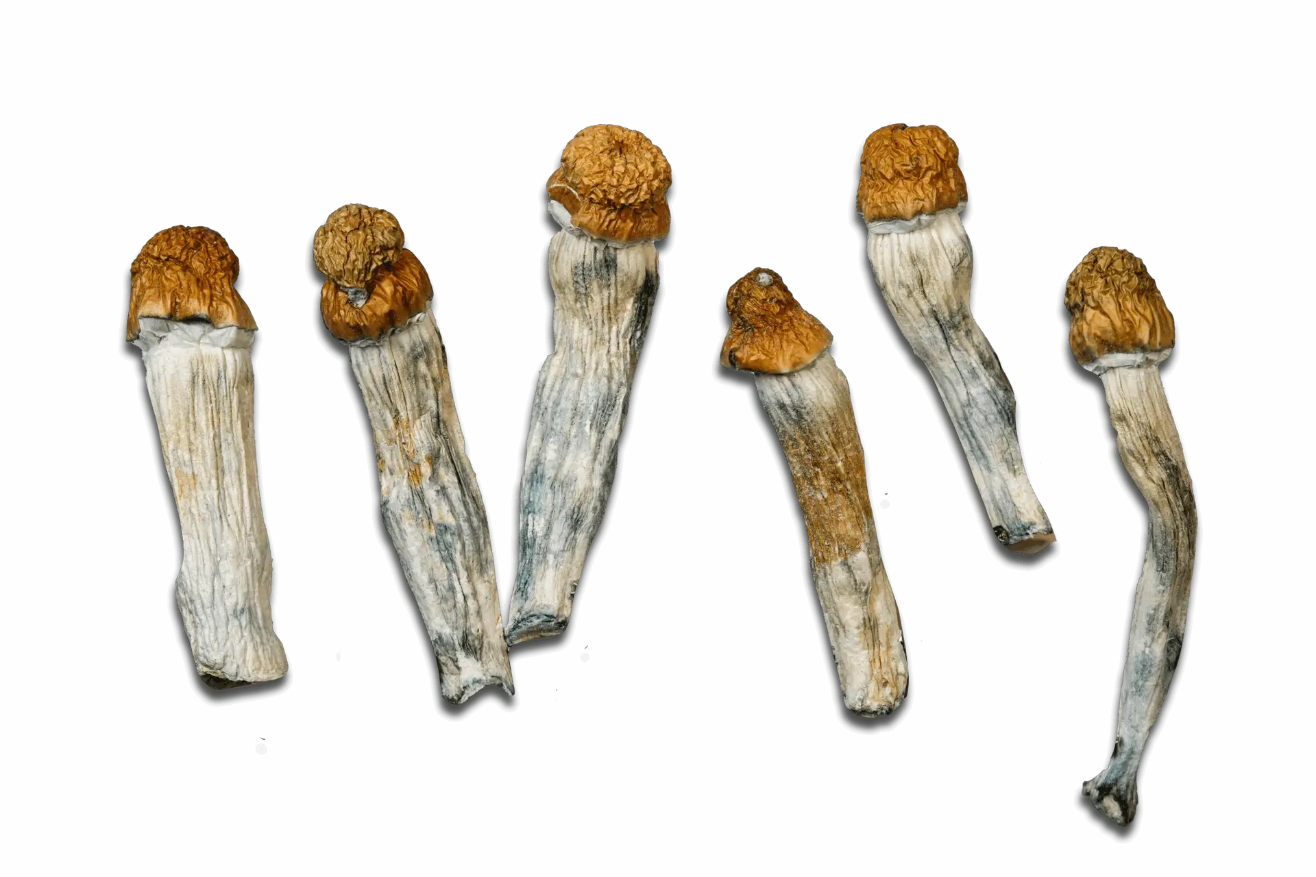 Melmac Magic Mushrooms