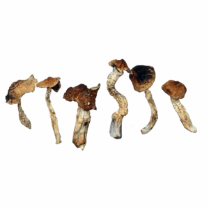 Mexicana Magic Mushrooms