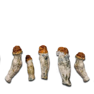 Oakridge Magic Mushrooms (Nuclear Mushroom)