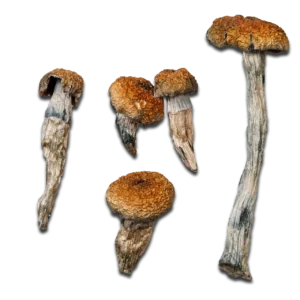 Orissa India Magic Mushrooms
