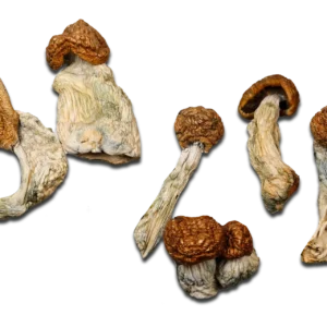 Penis Envy #7 Magic Mushrooms