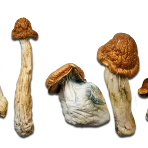 P.E. Great Pumpkin Magic Mushrooms