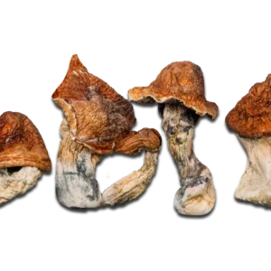 Super Squat Juggernaut Magic Mushrooms