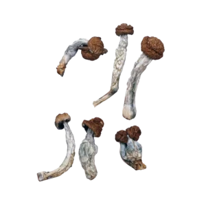 Trinity Magic Mushrooms