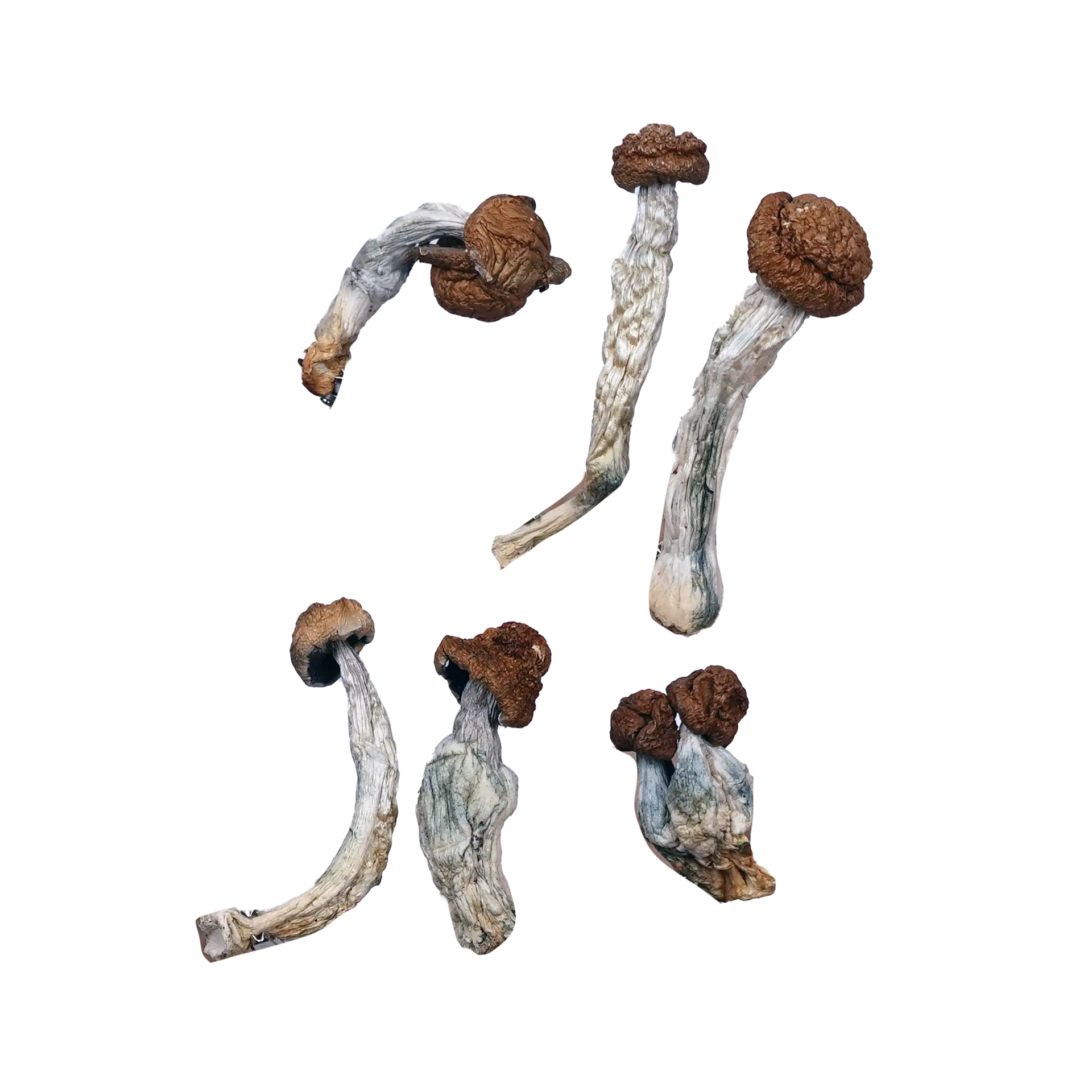 Trinity Magic Mushrooms